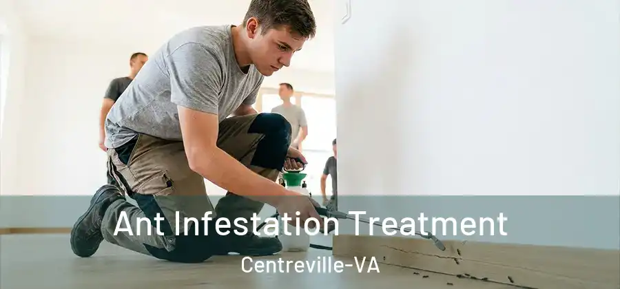  Ant Infestation Treatment Centreville-VA