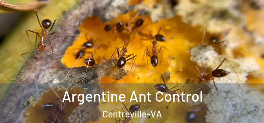  Argentine Ant Control Centreville-VA
