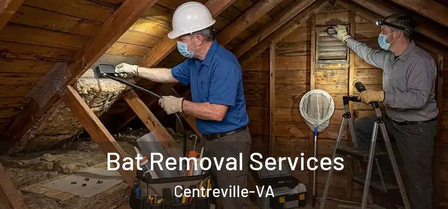  Bat Removal Services Centreville-VA