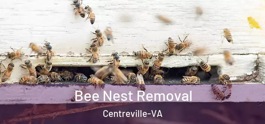  Bee Nest Removal Centreville-VA