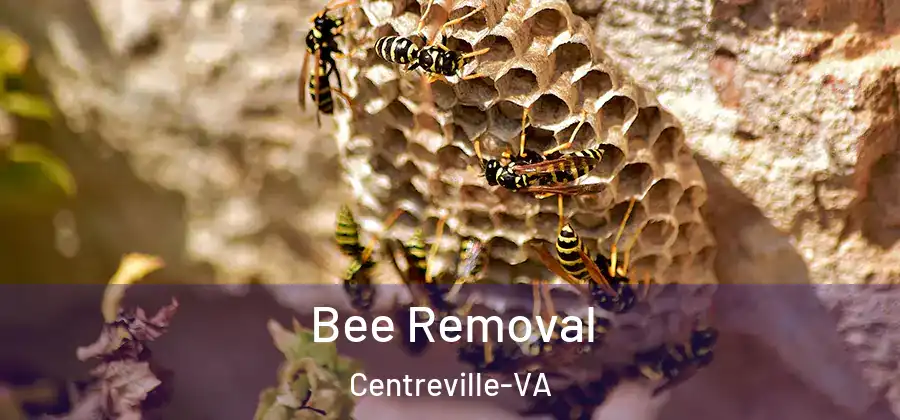  Bee Removal Centreville-VA