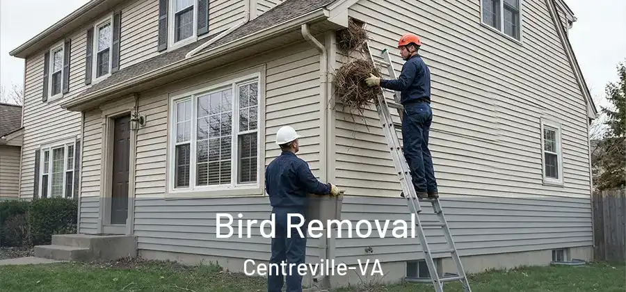  Bird Removal Centreville-VA