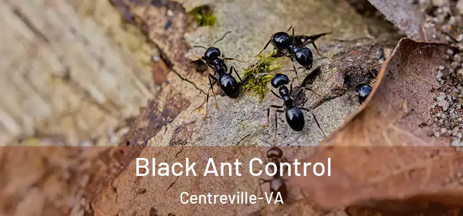  Black Ant Control Centreville-VA
