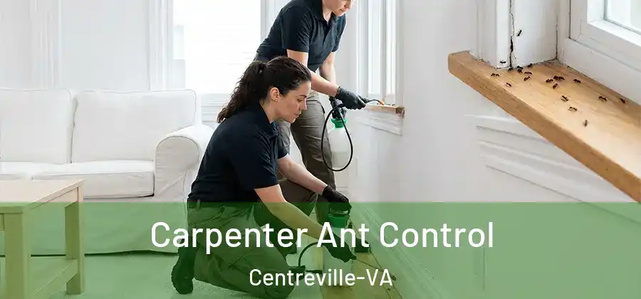  Carpenter Ant Control Centreville-VA