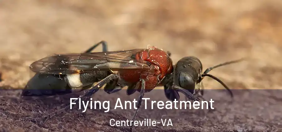 Flying Ant Treatment Centreville-VA