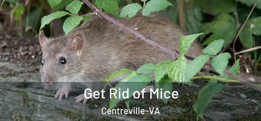  Get Rid of Mice Centreville-VA