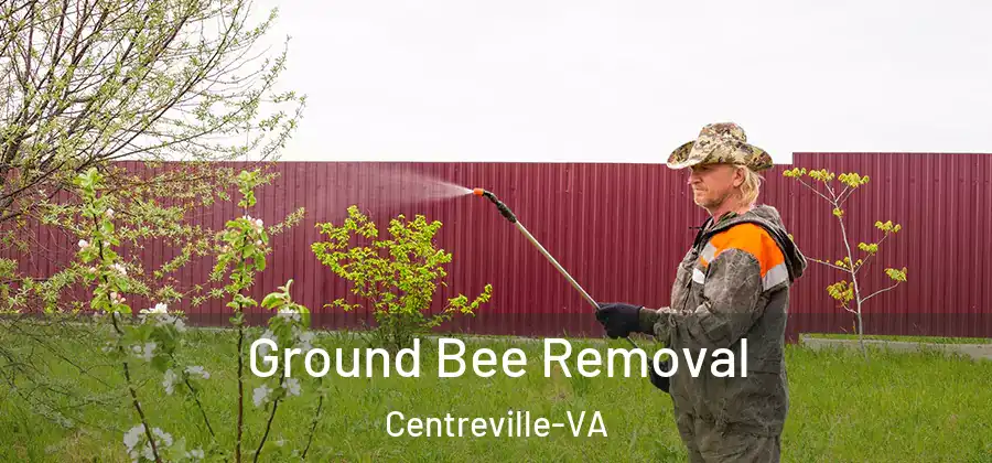  Ground Bee Removal Centreville-VA