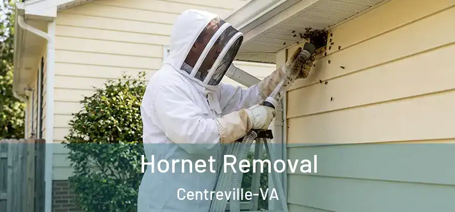  Hornet Removal Centreville-VA