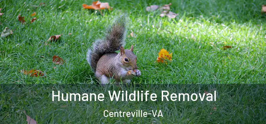  Humane Wildlife Removal Centreville-VA