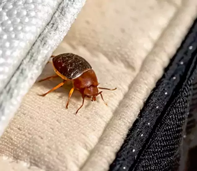 Trusted Bed Bug Prevention Specialists in Centreville, VA