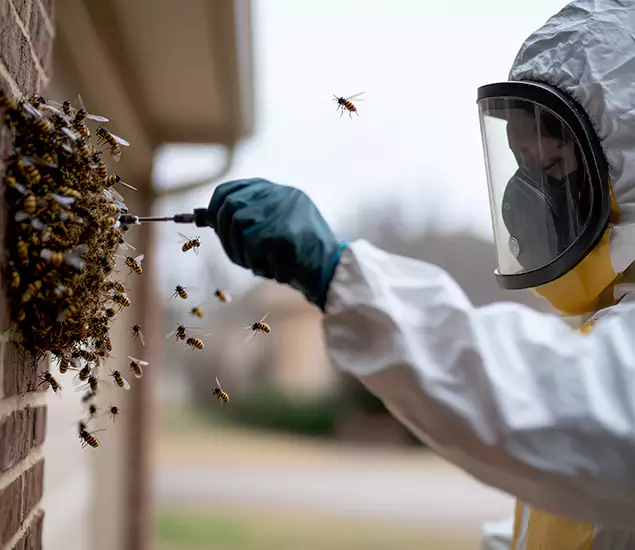 Your Bee Removal Company in Centreville, VA