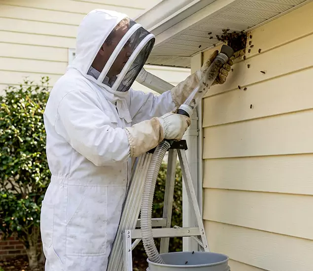 Your Affordable Bee Removal Company in Centreville, VA