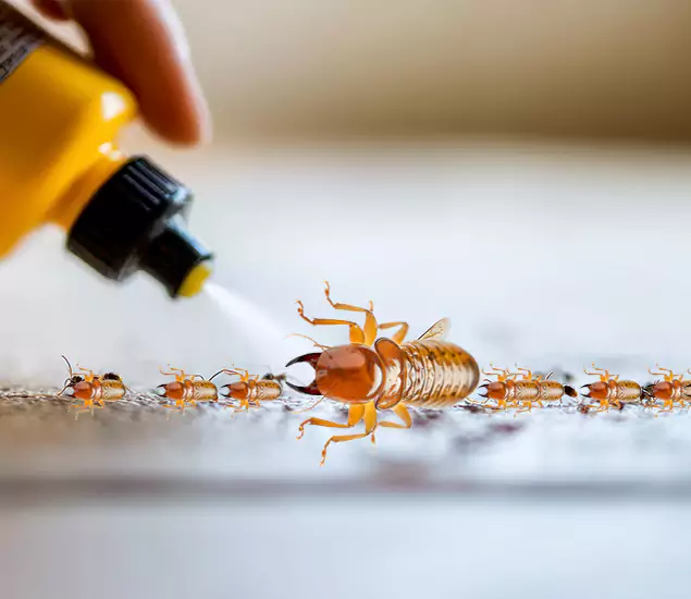 Reliable Bora Care Termite Experts in Centreville, VA