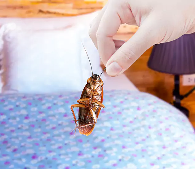 Expert Roach Control Services: Your Cockroach Pest Control in Centreville, VA