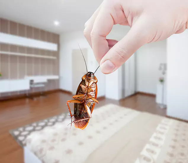 Your Cockroach Control Services in Centreville, VA