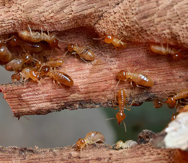About Our Drywood Termite Treatment Experts in Centreville, VA