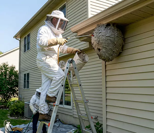 Expert Wasp Nest Removal: Your Local Wasp Nest Removal Company in Centreville, VA