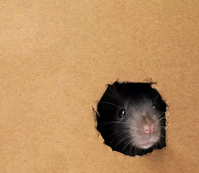 Rats in Attic Removal Experts in Centreville, VA