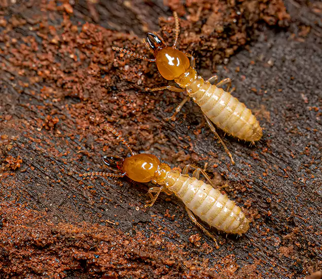 About Our Termite Control Services in Centreville, VA