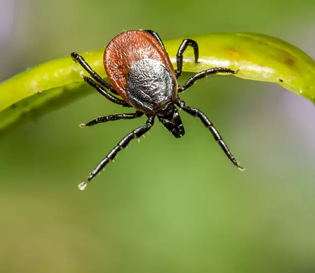 Your Trusted Tick Pest Control in Centreville, VA