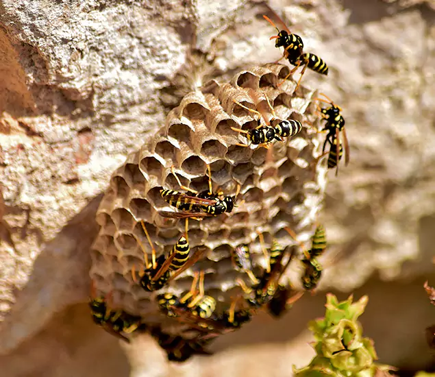 Your Best Wasp Removal Company in Centreville, VA