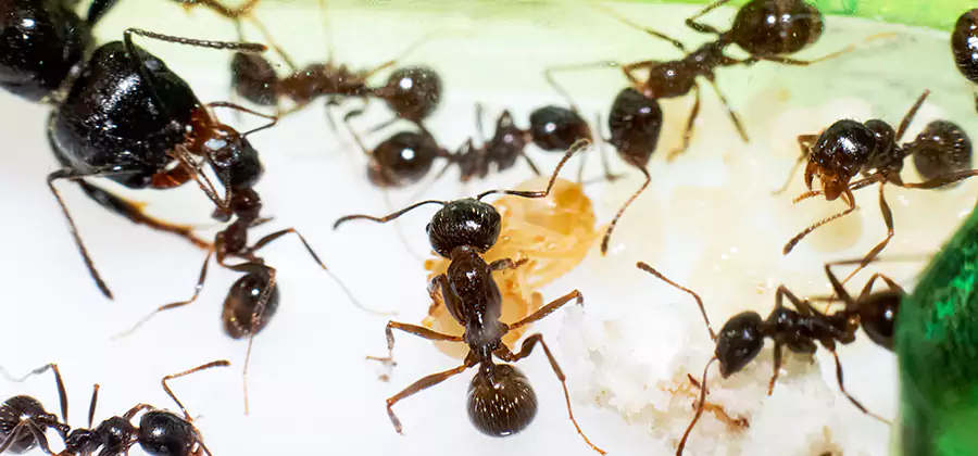 Argentine Ant Barrier Treatment in Centreville