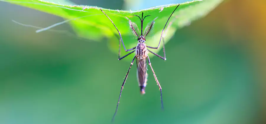 Natural Mosquito Spray for Yard in Centreville