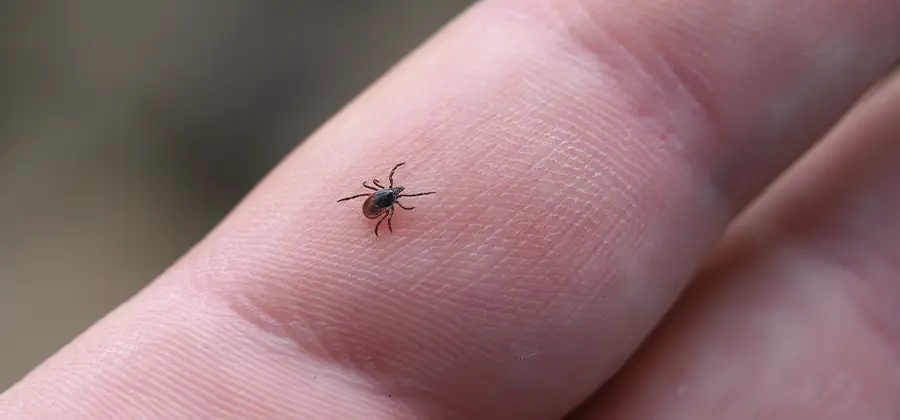 Infection Prevention for Bed Bug Bites in Centreville