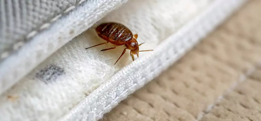 Tenting Bed Bug Fumigation in Centreville