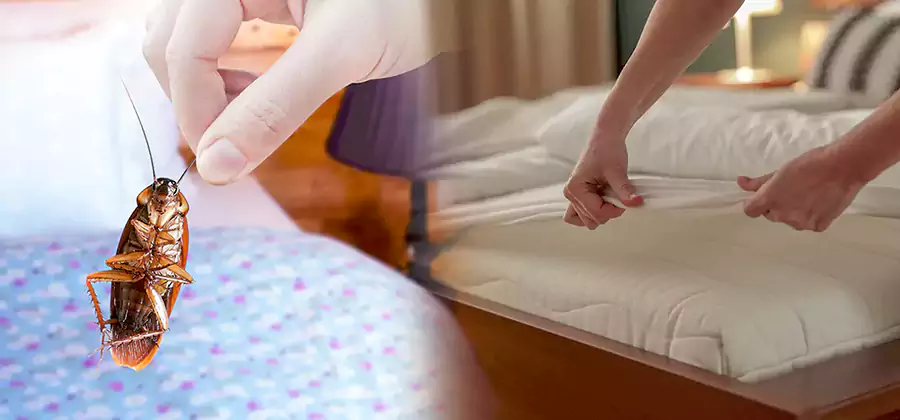 Bed Bug Home Extermination Service in Centreville