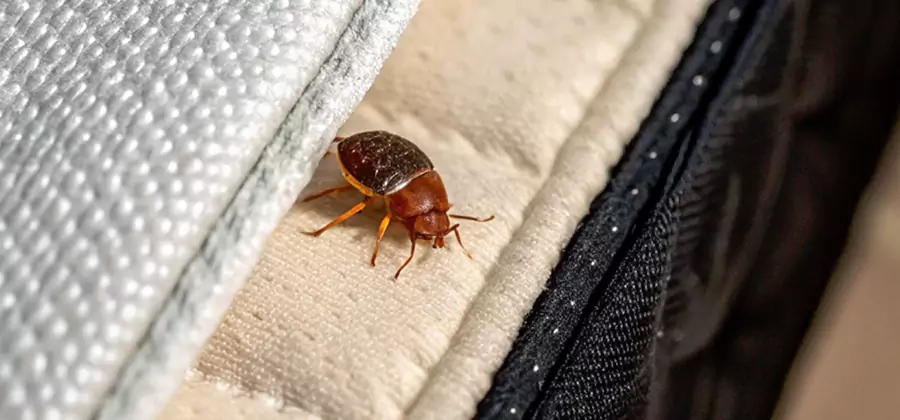 Commercial Bed Bug Control in Centreville