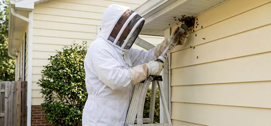 Ground Bee Removal in Centreville