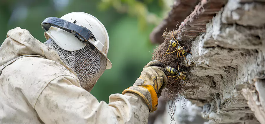 Bee and Wasp Hornet Removal in Centreville