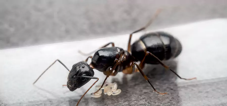Black Ants in Kitchen Elimination in Centreville
