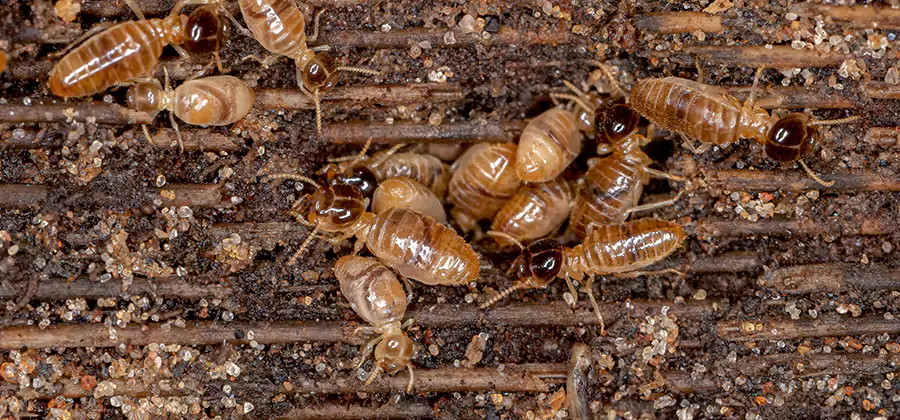 Bora Care Residential Termite Control in Centreville