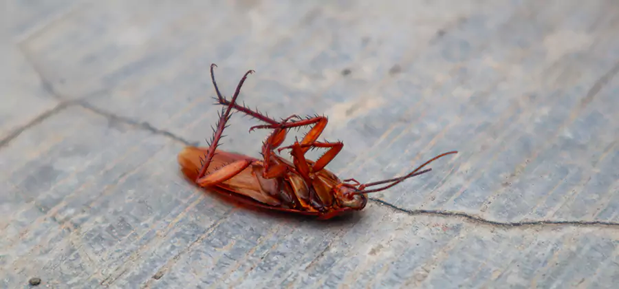 Cockroach Eradication for Commercial Properties in Centreville