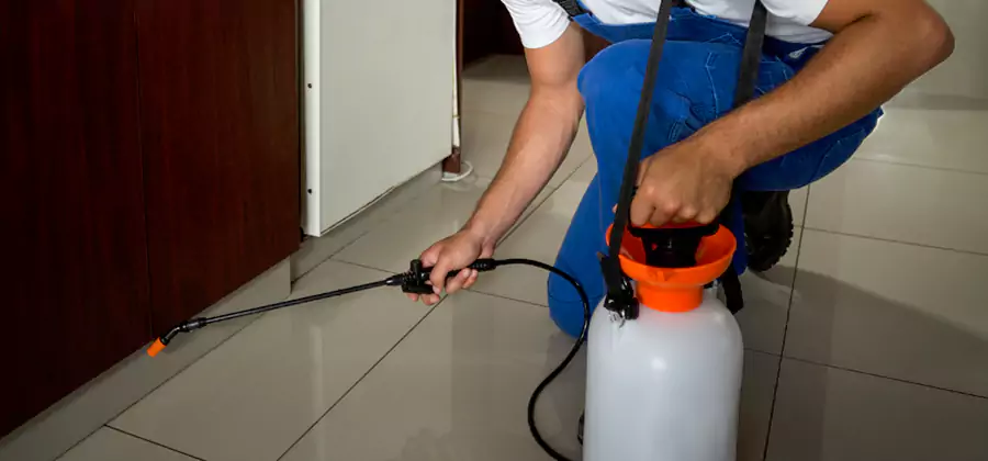 Palmetto Bug Exterminator in Centreville