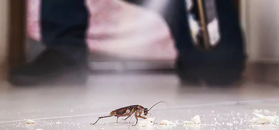 Roach House Treatment Centreville
