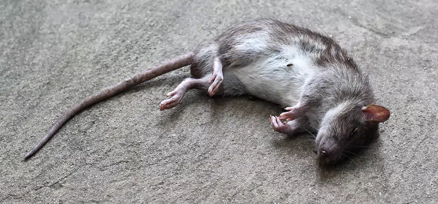Dead Rat Disposal in Centreville