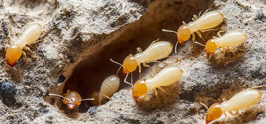 Termite Exterminator Services in Centreville