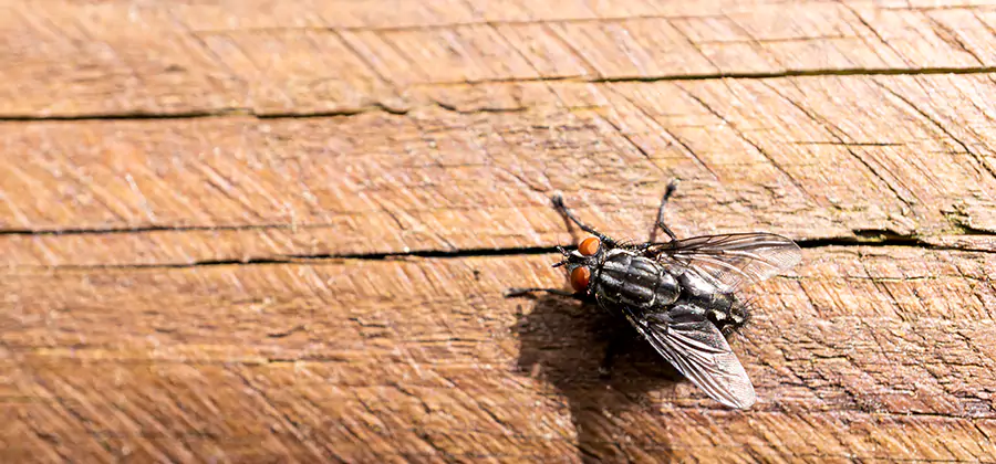 Flying Ant Barrier Treatment in Centreville