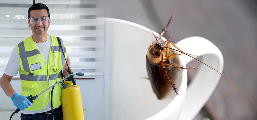 German Roach Infestation Treatment Centreville