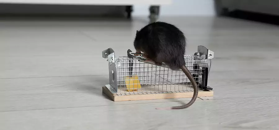 Mice in Attic Removal Centreville