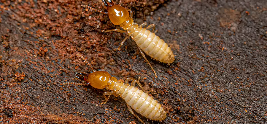 Structural Heat Termite Treatment in Centreville