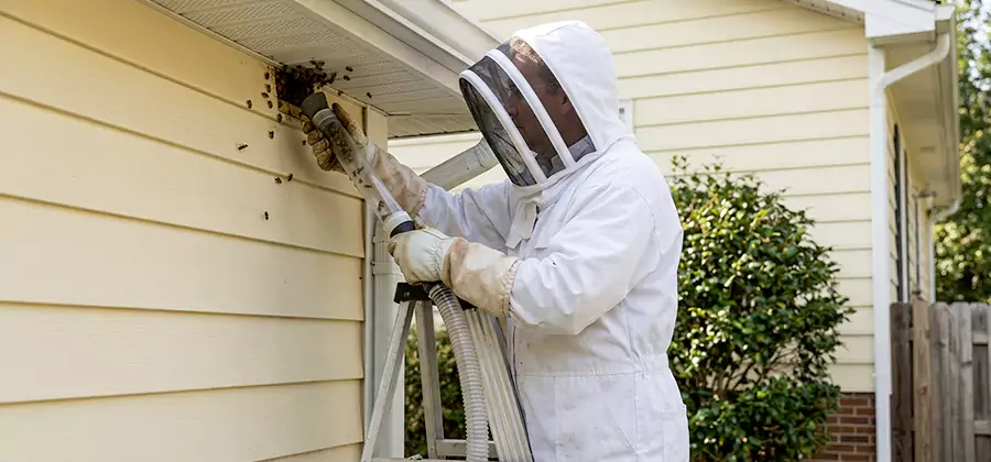 Wasp Nest in Wall Removal in Centreville