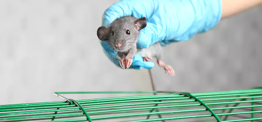 Humane Rat Trapping in Centreville