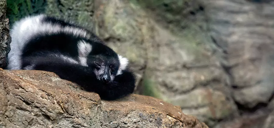 Humane Skunk Removal in Centreville