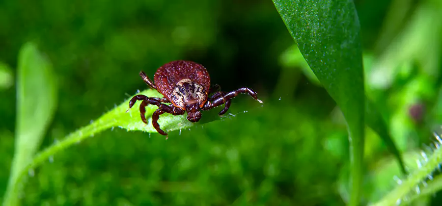 Tick Prevention for Yard in Centreville