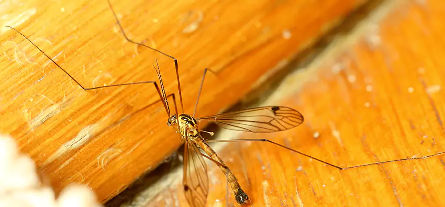 Exterior Mosquito Control in Centreville