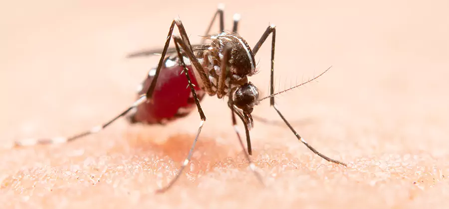 Indoor Mosquito Killer and Interior Control in Centreville